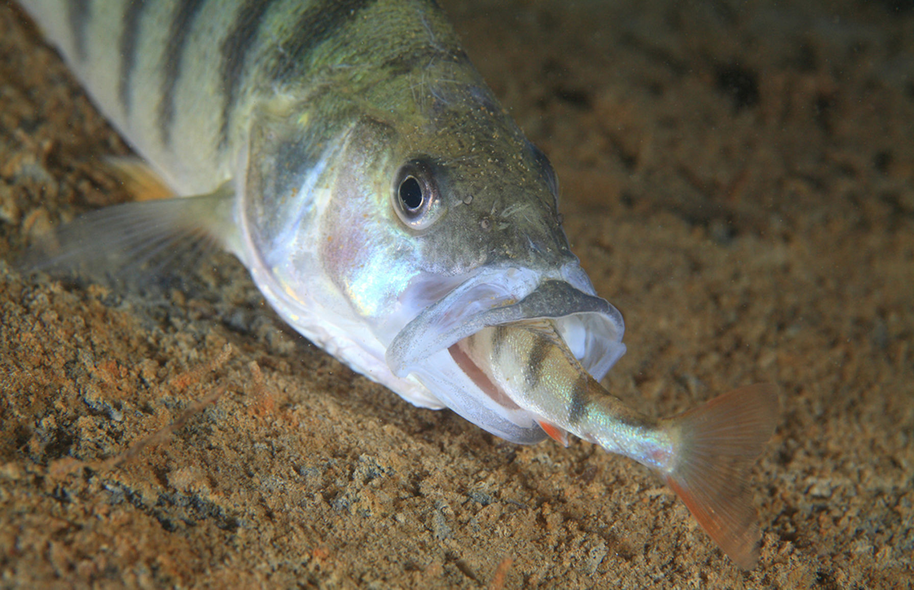 Nile Perch